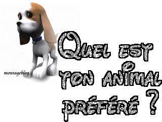 moi c'est le chat